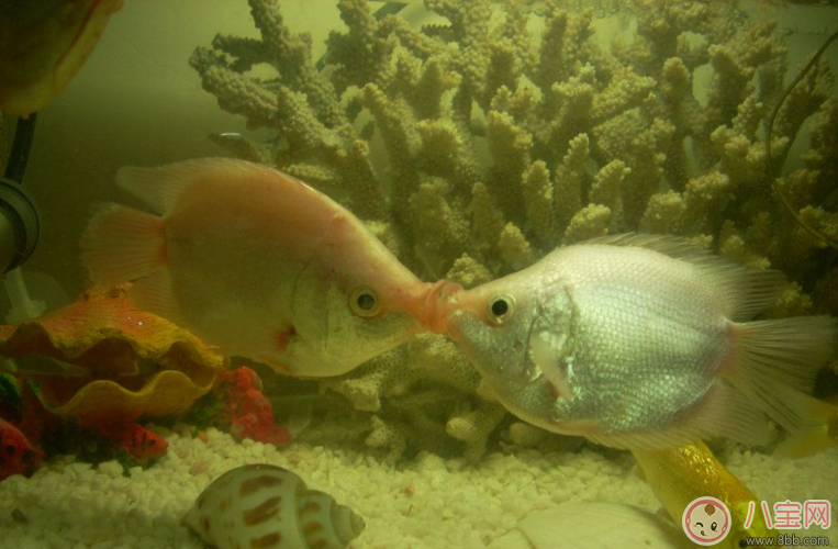 接吻高技巧玩法 接吻日一定要會(huì) 接吻高技巧玩法 接吻日一定要會(huì)