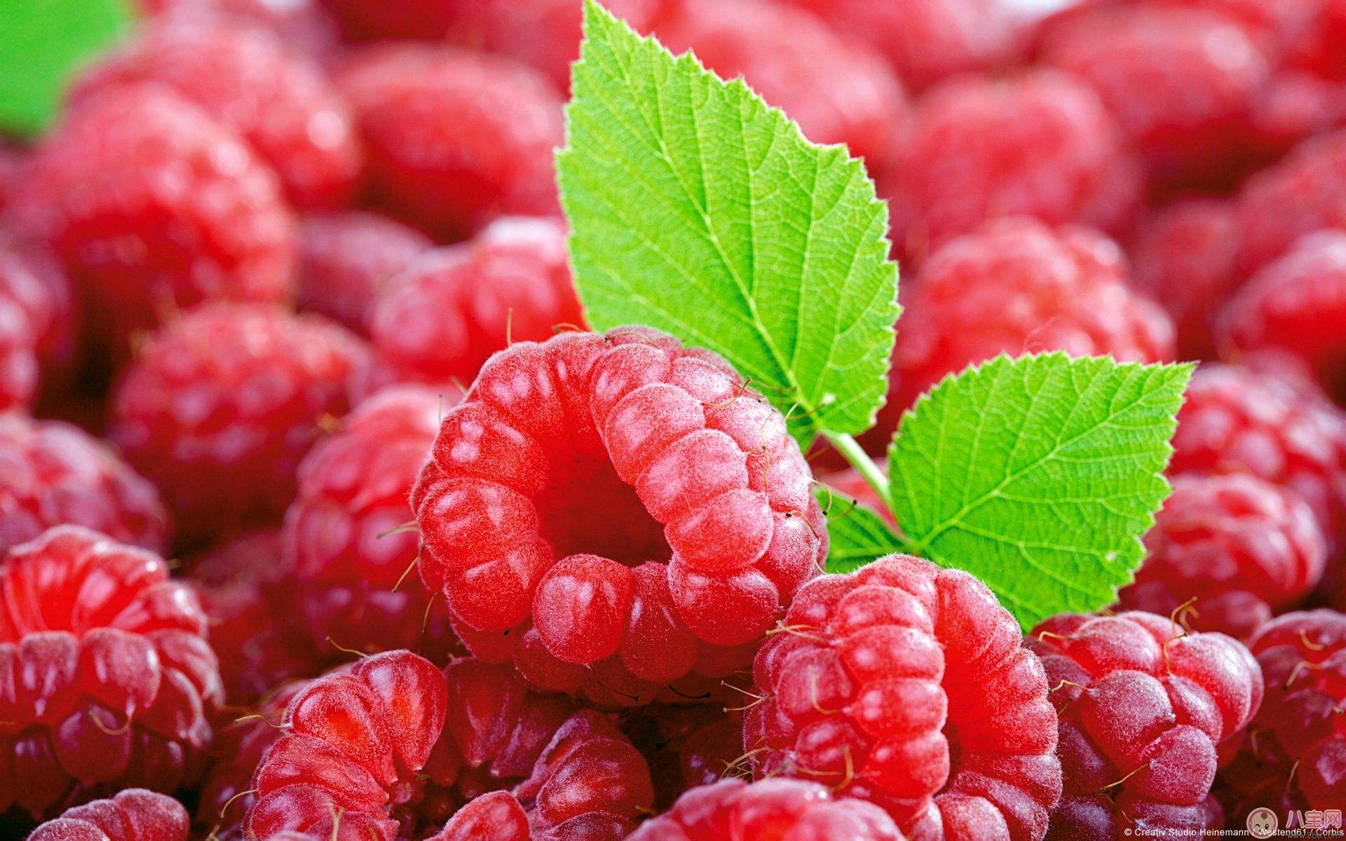 懷孕期間吃漿果  覆盆子可防止出生缺陷