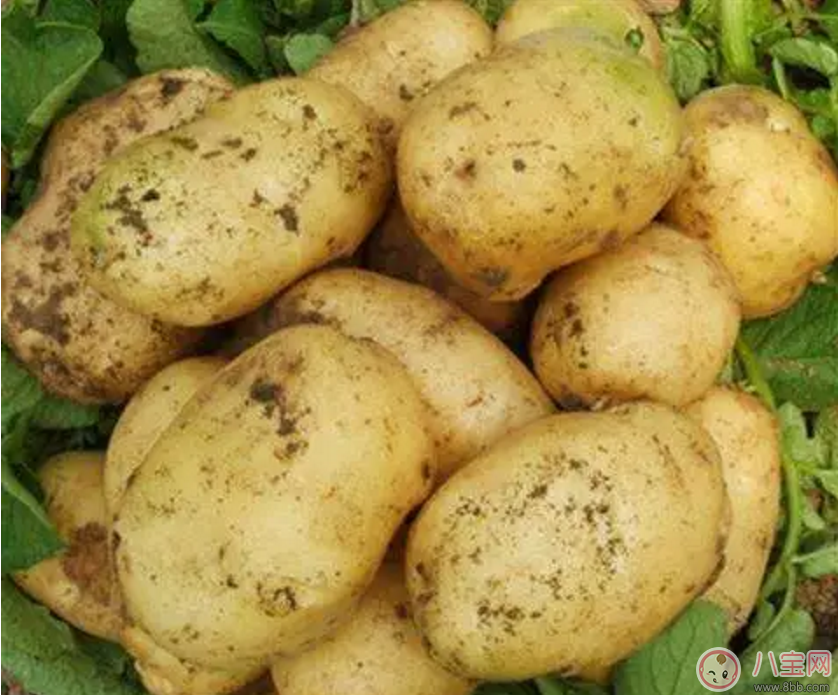 孕期惡心想吐 孕媽如何緩解 孕期惡心想吐 孕媽如何緩解