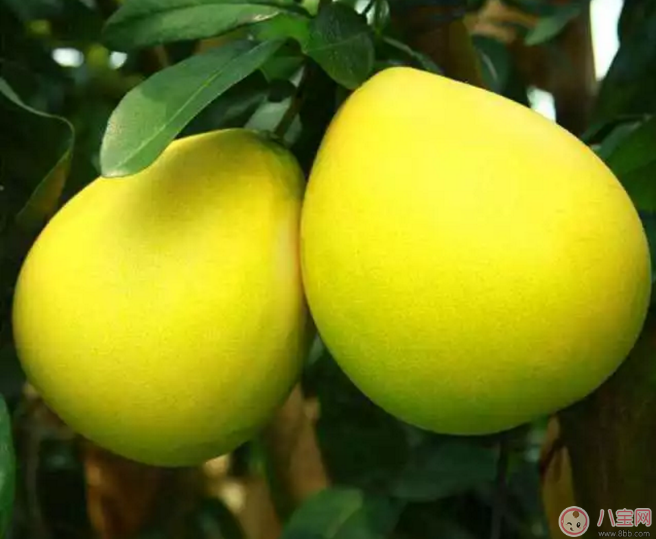 孕期惡心想吐 孕媽如何緩解 孕期惡心想吐 孕媽如何緩解