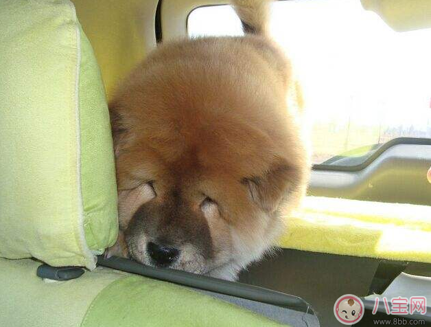 不知道自己懷孕吃了暈車藥怎么辦 懷孕可以吃暈車藥嗎 不知道自己懷孕吃了暈車藥怎么辦 懷孕可以吃暈車藥嗎