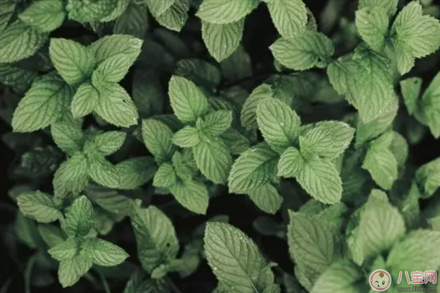 孕婦喝薄荷茶知多少 孕婦可以喝薄荷茶嗎 孕婦喝薄荷茶知多少 孕婦可以喝薄荷茶嗎