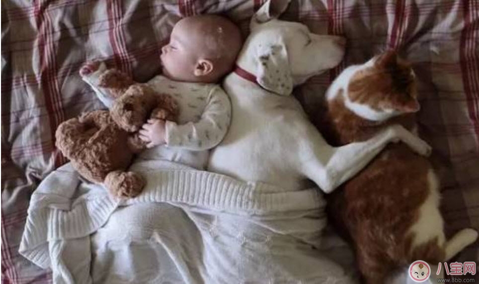 孕期家里有寵物怎么辦 孕期養(yǎng)寵物注意事項 孕期家里有寵物怎么辦 孕期養(yǎng)寵物注意事項