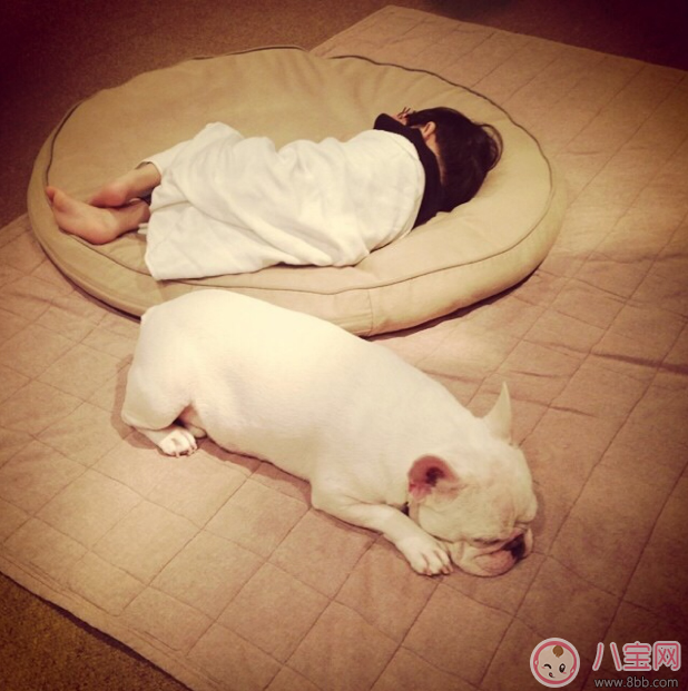 懷孕家里養(yǎng)狗了怎么辦 需要送人嗎