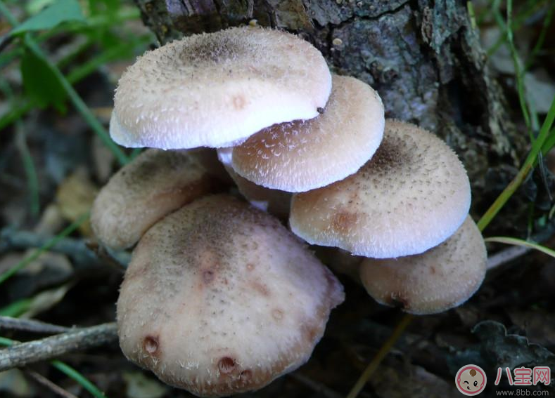 懷孕會使皮膚變差 懷孕保養(yǎng)皮膚新方法 懷孕會使皮膚變差 懷孕保養(yǎng)皮膚新方法