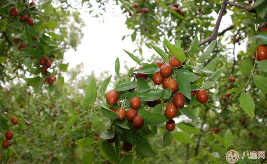 老太吃下15顆紅棗心臟驟停 正確吃紅棗才能對身體好 老太吃下15顆紅棗心臟驟停 正確吃紅棗才能對身體好