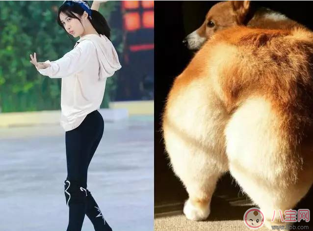 柯基臀是骨盆前傾嗎 李菲兒的柯基臀是怎么練成的 柯基臀是骨盆前傾嗎 李菲兒的柯基臀是怎么練成的