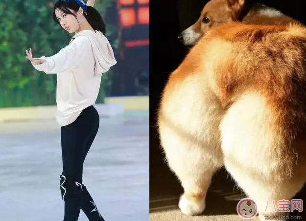 柯基臀是什么 李菲兒柯基臀怎么練出來(lái)的 柯基臀是什么 李菲兒柯基臀怎么練出來(lái)的