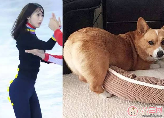 柯基臀是什么 李菲兒柯基臀怎么練出來(lái)的 柯基臀是什么 李菲兒柯基臀怎么練出來(lái)的