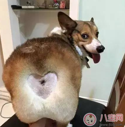 柯基臀是什么 李菲兒柯基臀怎么練出來(lái)的 柯基臀是什么 李菲兒柯基臀怎么練出來(lái)的