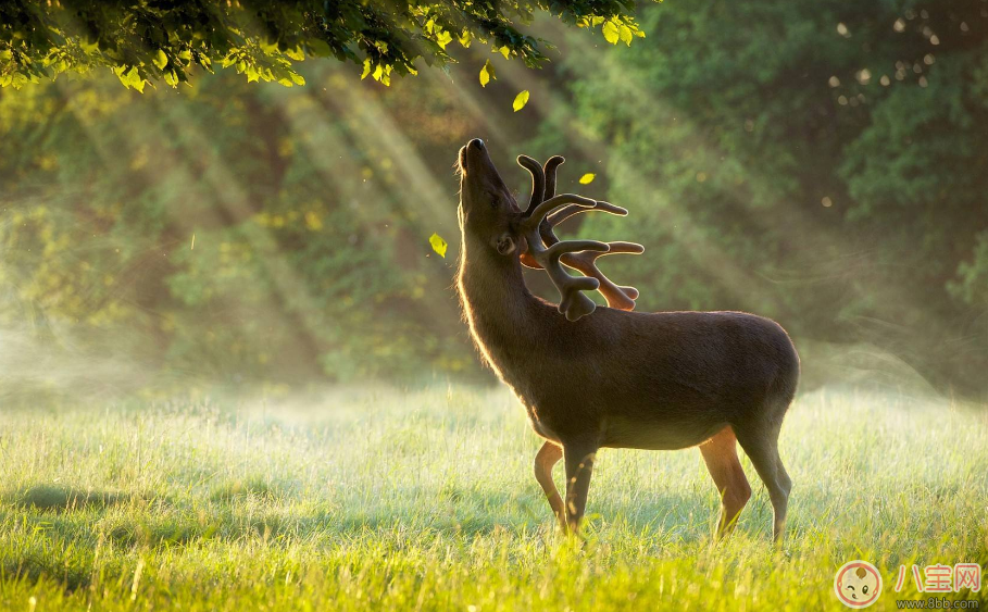 迷失的鹿薄荷迷全文閱讀 迷失的鹿白鹿完整版
