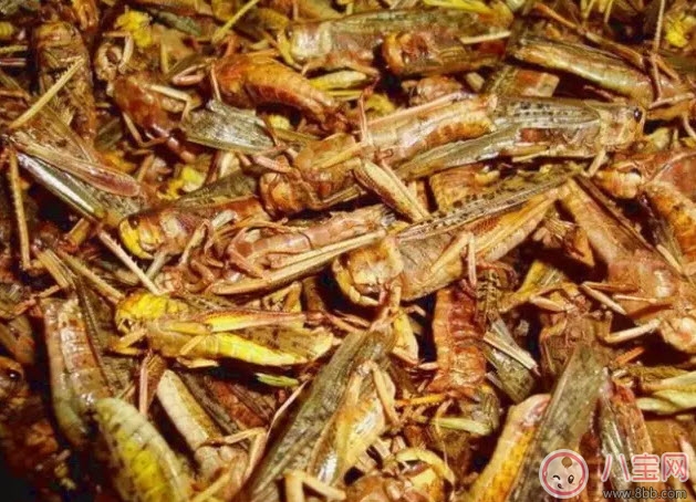 孕婦能不能吃蝗蟲 哪些地方的人喜歡吃蝗蟲(外國人吃蝗蟲嗎) 孕婦能不能吃蝗蟲 哪些地方的人喜歡吃蝗蟲(外國人吃蝗蟲嗎)