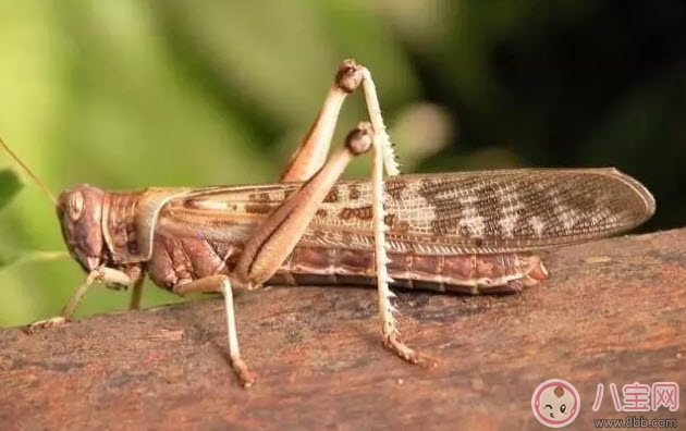 孕婦能不能吃蝗蟲 哪些地方的人喜歡吃蝗蟲(外國人吃蝗蟲嗎) 孕婦能不能吃蝗蟲 哪些地方的人喜歡吃蝗蟲(外國人吃蝗蟲嗎)