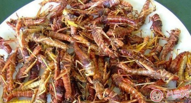 孕婦能不能吃蝗蟲 哪些地方的人喜歡吃蝗蟲(外國人吃蝗蟲嗎) 孕婦能不能吃蝗蟲 哪些地方的人喜歡吃蝗蟲(外國人吃蝗蟲嗎)