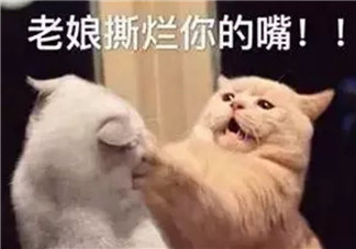 虛假的姐妹情誼表情包 友誼姐妹感情就像塑料花表情包無(wú)水印