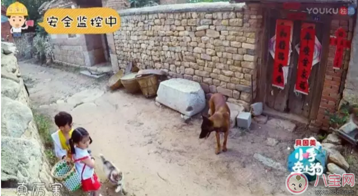 《小手牽小狗》羅志祥帶了幾位萌娃？阿拉蕾的表現(xiàn)怎么樣