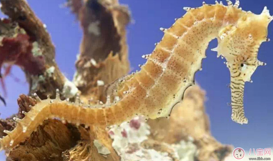 孕婦能吃海馬嗎 孕婦為什么不能吃海馬