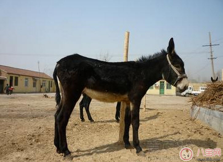 孕婦能吃驢肉嗎 孕婦吃驢肉注意事項