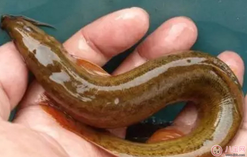 孕婦泥鰍能吃嗎 孕婦吃泥鰍搭配禁忌有哪些 孕婦泥鰍能吃嗎 孕婦吃泥鰍搭配禁忌有哪些