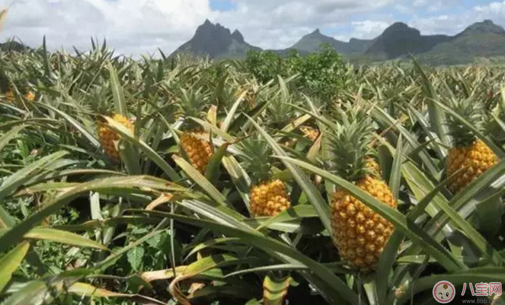 范瑋琪的寶寶也在吃 家佳樂課堂輔食寶寶口糧必囤 范瑋琪的寶寶也在吃 家佳樂課堂輔食寶寶口糧必囤