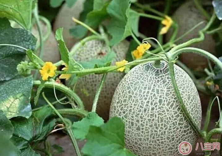 孕婦吃哈密瓜有哪些好處 孕婦吃哈密瓜的注意事項有哪些 孕婦吃哈密瓜有哪些好處 孕婦吃哈密瓜的注意事項有哪些