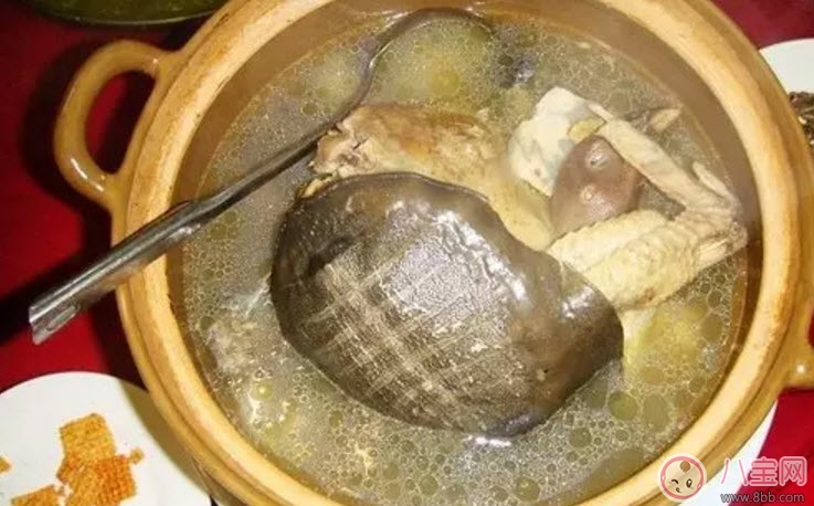 孕婦能喝清燉甲魚湯嗎 孕婦喝了甲魚湯怎么辦 孕婦能喝清燉甲魚湯嗎 孕婦喝了甲魚湯怎么辦