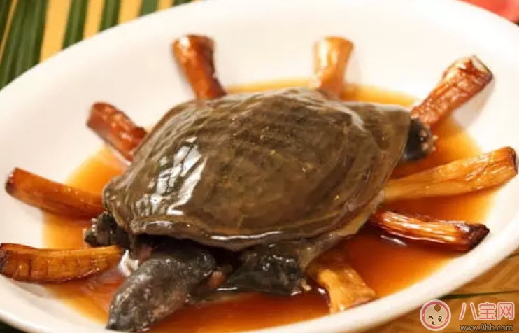 孕婦能喝清燉甲魚湯嗎 孕婦喝了甲魚湯怎么辦 孕婦能喝清燉甲魚湯嗎 孕婦喝了甲魚湯怎么辦