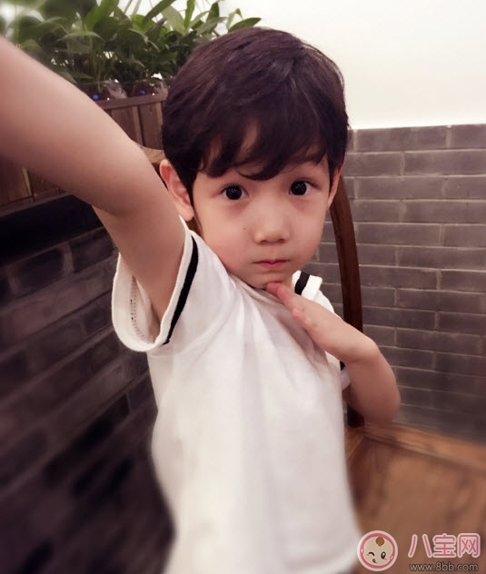 小包總楊爍兒子小毛驢照片 楊爍兒子小毛驢多大了 小包總楊爍兒子小毛驢照片 楊爍兒子小毛驢多大了