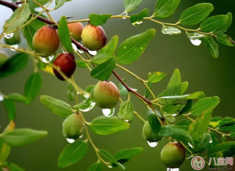 孕婦懷孕初期可以吃酸棗嗎 孕婦吃酸棗有哪些好處 孕婦懷孕初期可以吃酸棗嗎 孕婦吃酸棗有哪些好處