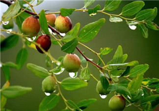 孕婦懷孕初期可以吃酸棗嗎 孕婦吃酸棗有哪些好處