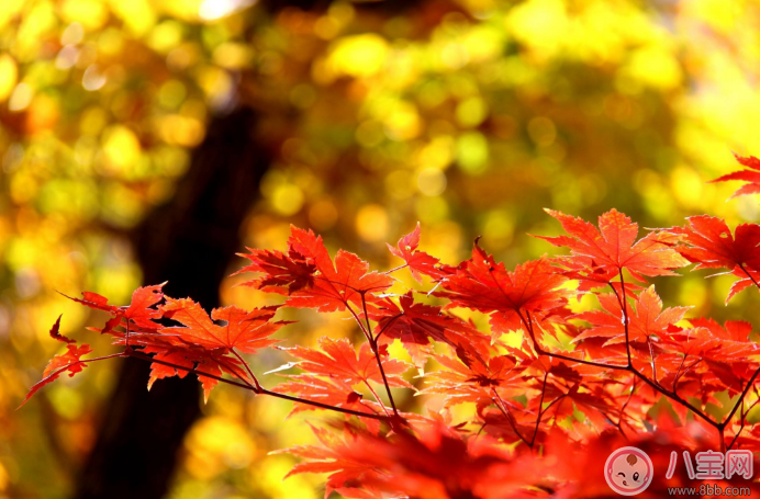 秋季進補需注意 孕婦秋天這幾種東西不能吃 秋季進補需注意 孕婦秋天這幾種東西不能吃