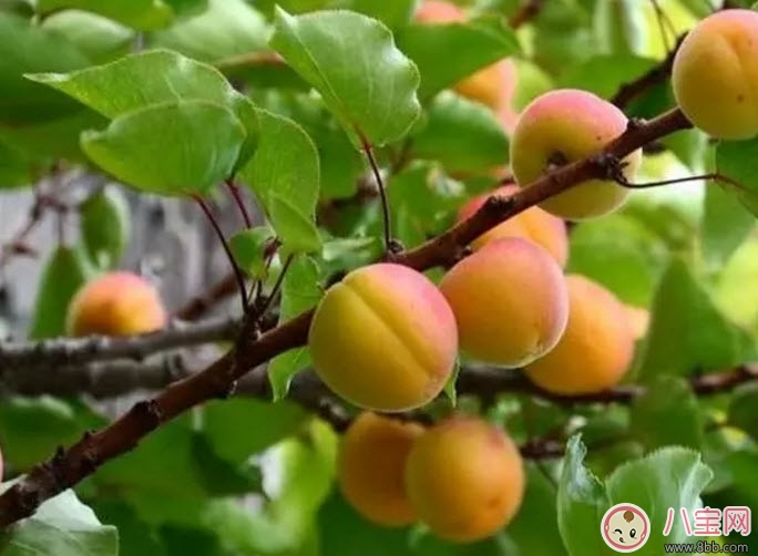 孕婦為什么不能吃杏子 孕婦吃了一個杏子怎么辦