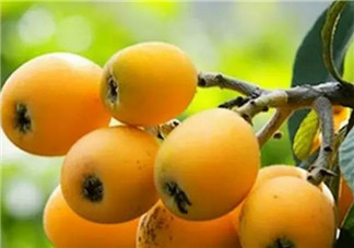 孕婦吃枇杷對胎兒好嗎 孕懷孕期間可以吃枇杷嗎