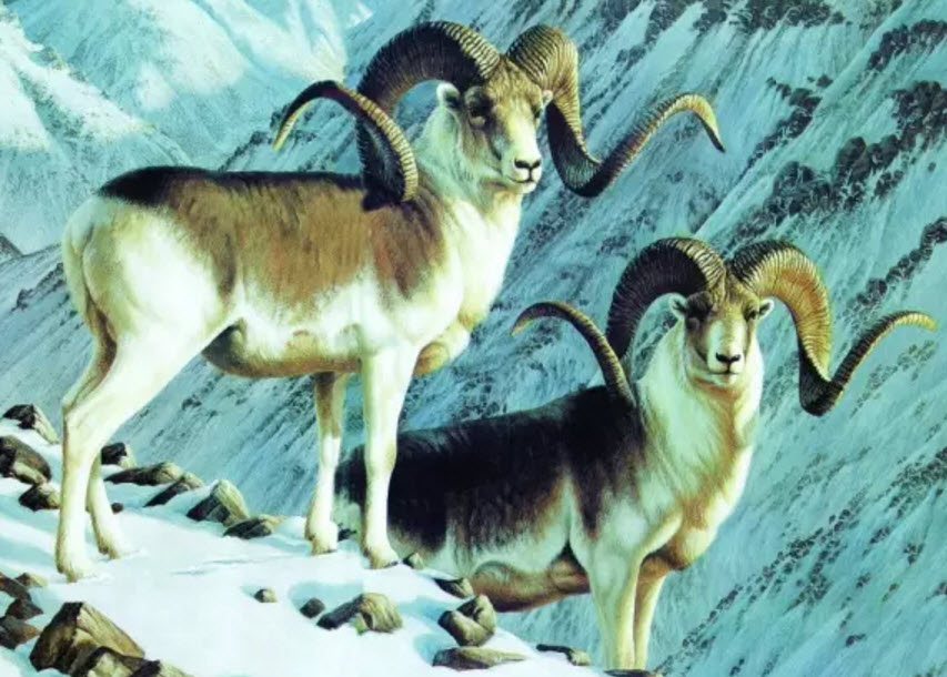 孕婦怎么吃羊肉不上火 孕婦什么時候吃羊肉最好 孕婦怎么吃羊肉不上火 孕婦什么時候吃羊肉最好