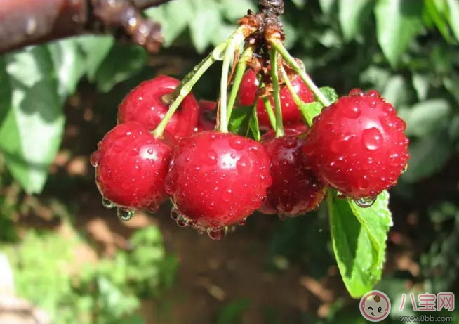 孕婦能吃櫻桃嗎 孕婦怎么吃櫻桃最營養(yǎng)