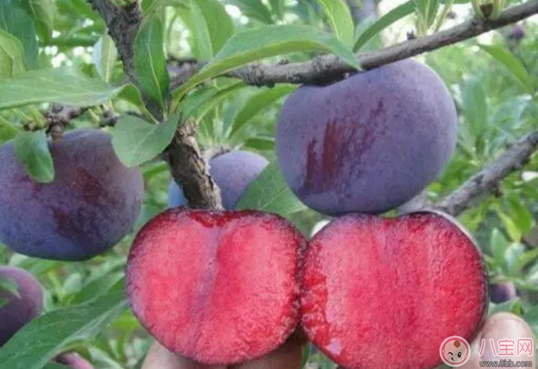 紅心李子孕婦可以吃嗎 孕婦最多能吃多少個紅李子 紅心李子孕婦可以吃嗎 孕婦最多能吃多少個紅李子