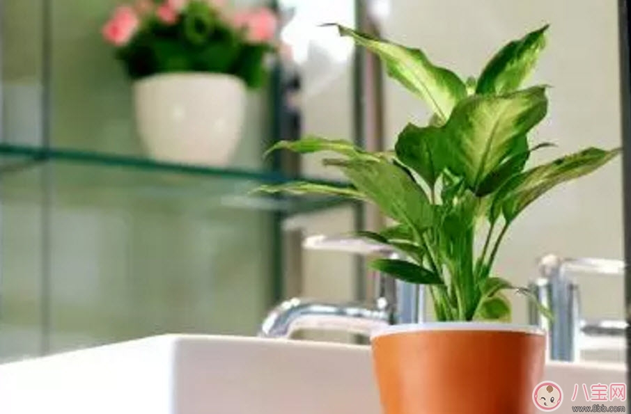 萬年青對孕婦有影響嗎 孕婦觸碰萬年青會有事嗎 萬年青對孕婦有影響嗎 孕婦觸碰萬年青會有事嗎