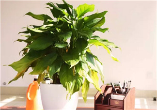 萬年青對孕婦有影響嗎 孕婦觸碰萬年青會(huì)有事嗎