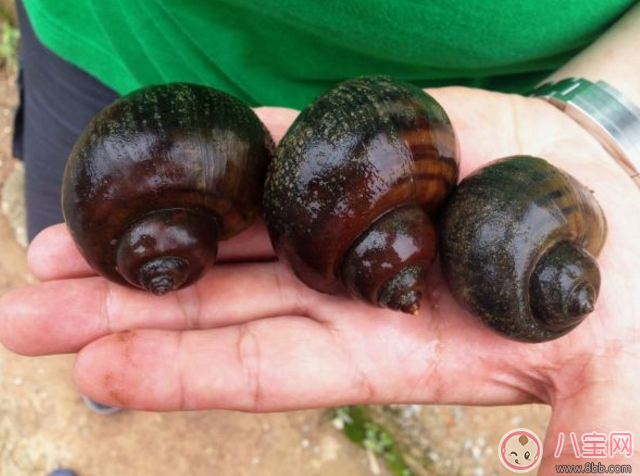 福壽螺危害極大 生活中有哪些東西最好避開不吃