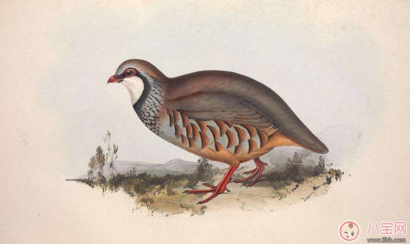 孕婦能吃鵪鶉嗎 孕婦吃鵪鶉的好處有哪些 孕婦能吃鵪鶉嗎 孕婦吃鵪鶉的好處有哪些