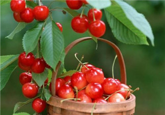 櫻桃營養(yǎng)價值高 寶寶如何正確的食用櫻桃