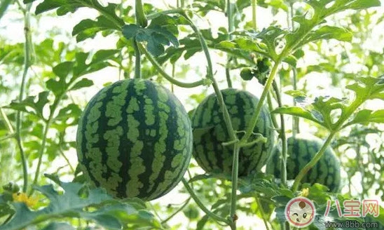 第一次寶寶吃西瓜要注意什么 夏天寶寶多大可以吃西瓜