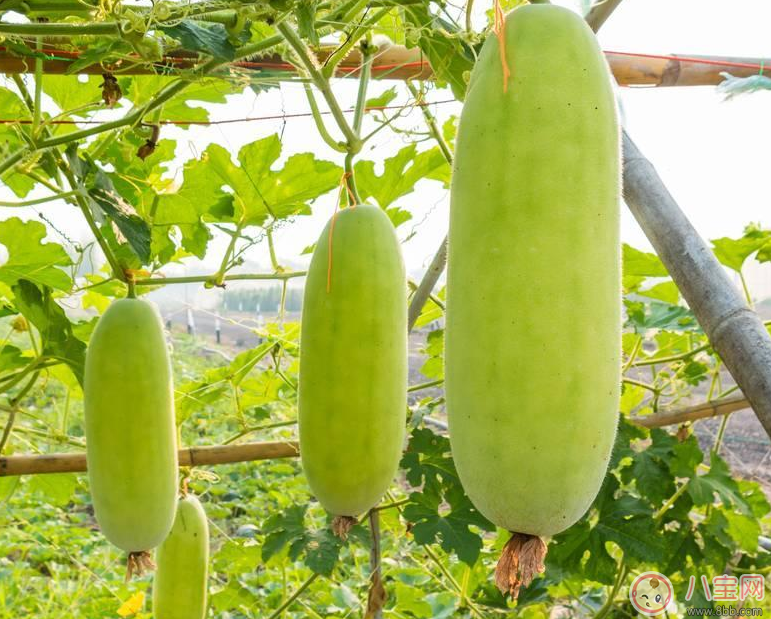 夏季第一瓜懷孕的人能吃嗎 孕婦夏天吃冬瓜有什么好處 夏季第一瓜懷孕的人能吃嗎 孕婦夏天吃冬瓜有什么好處