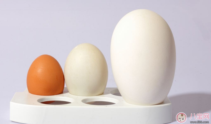 懷孕怎么吃鵝蛋 懷孕吃鵝蛋有哪些好處 懷孕怎么吃鵝蛋 懷孕吃鵝蛋有哪些好處