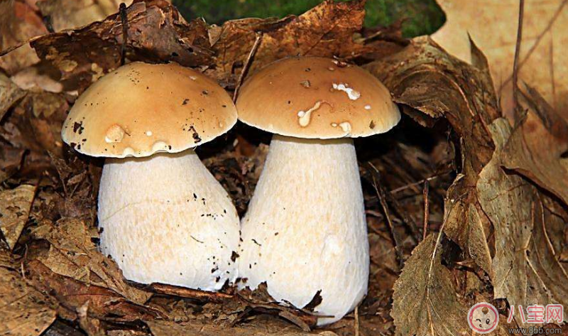 孩子早餐適合吃什么 發(fā)酵類食品推薦 孩子早餐適合吃什么 發(fā)酵類食品推薦