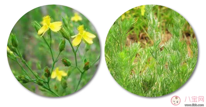 新生兒黃疸洗什么中藥好 新生兒黃疸推拿方法