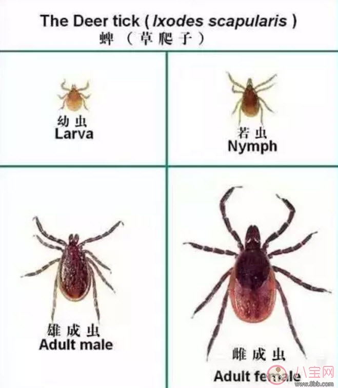 寶寶被蜱蟲咬了癥狀圖片 寶寶被蜱蟲咬和蚊子咬癥狀對(duì)比圖片區(qū)別