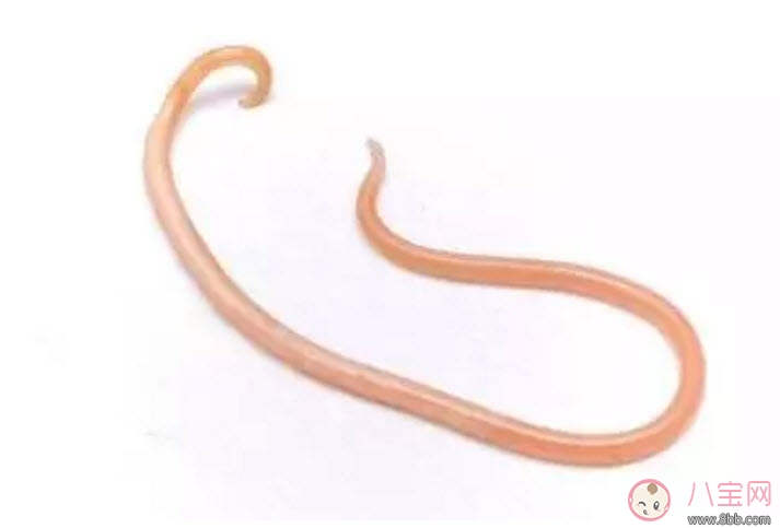 怎么判斷寶寶有沒有蛔蟲 寶寶蛔蟲病的癥狀有哪些 怎么判斷寶寶有沒有蛔蟲 寶寶蛔蟲病的癥狀有哪些