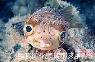 孩子耳朵上面有小孔是什么 耳朵的小孔是富貴孔嗎 孩子耳朵上面有小孔是什么 耳朵的小孔是富貴孔嗎