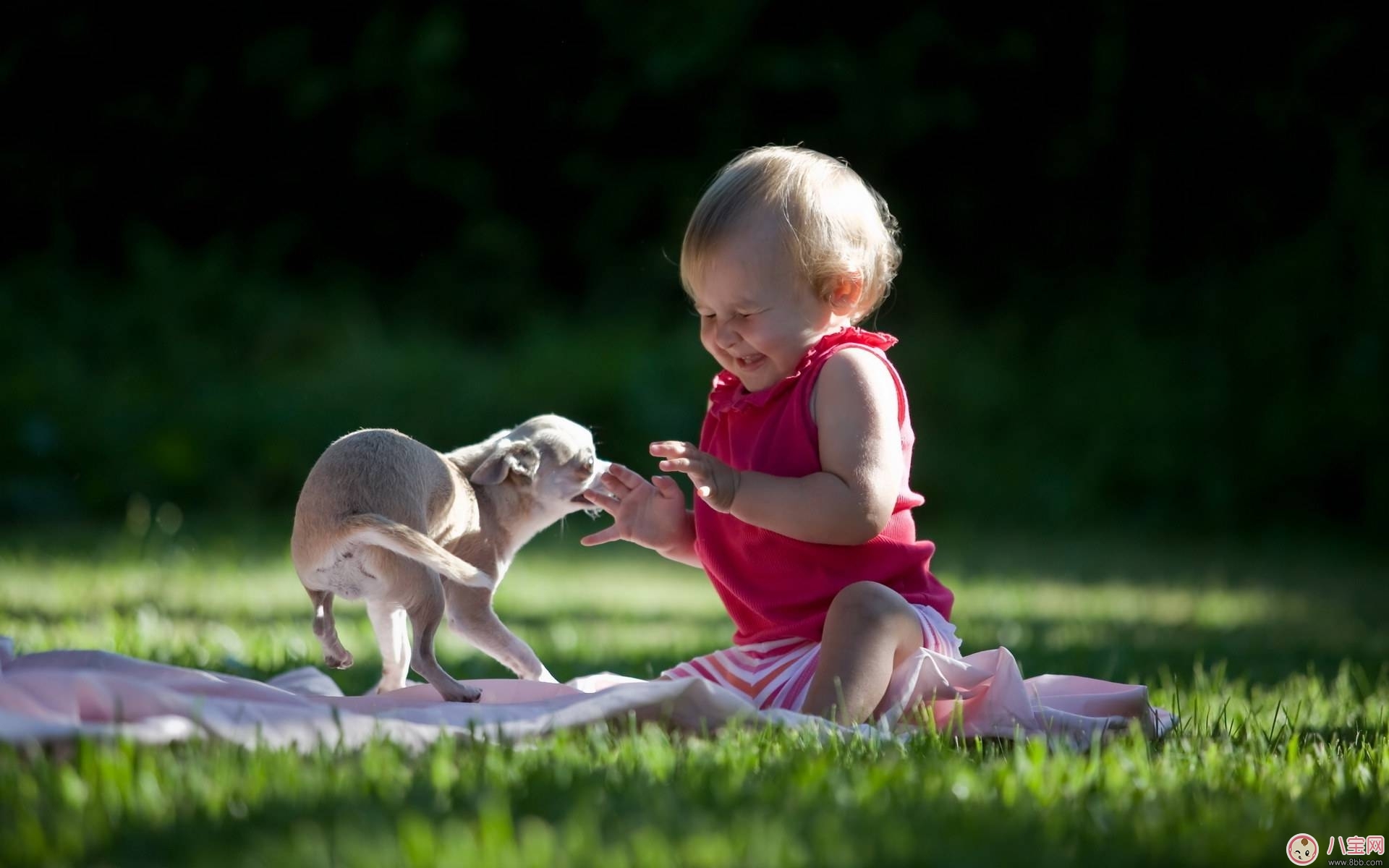 寶寶被各種寵物抓咬傷的緊急處理措施 寶寶被各種寵物抓咬傷的緊急處理措施